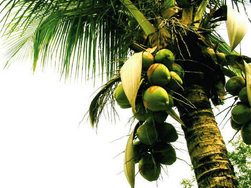 海南旅游椰子树